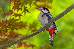 2021_06_05___BUNTSPECHT___EISENGRAEFF___1555