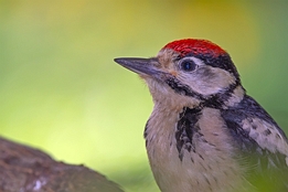 2025_06_03___BUNTSPRECHT___BAD___5409